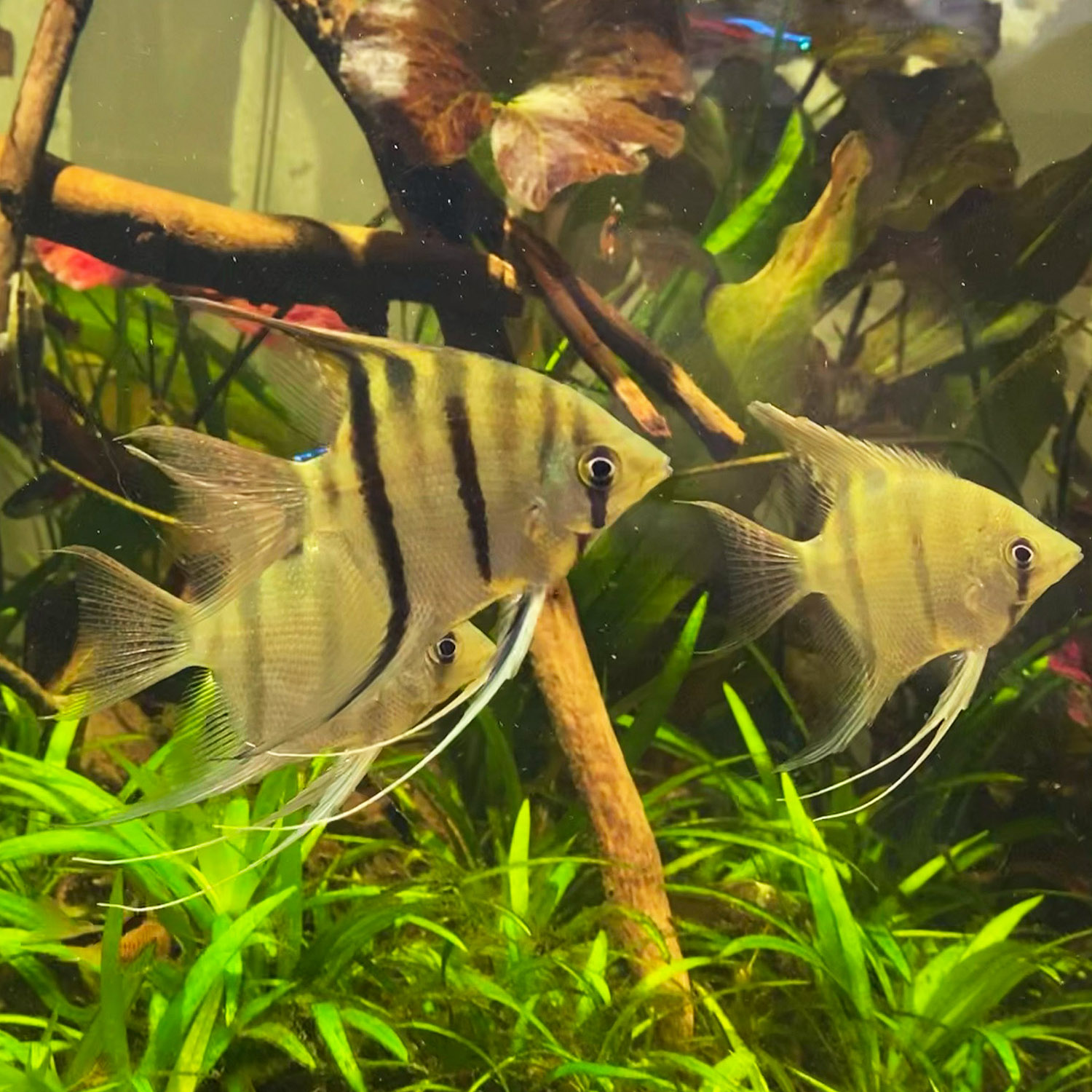 Skalare in einem Amazonas Biotop Aquarium
