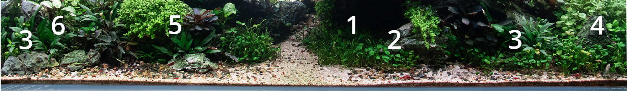 Vordergrundbepflanzung in einem Iwagumi aquarium