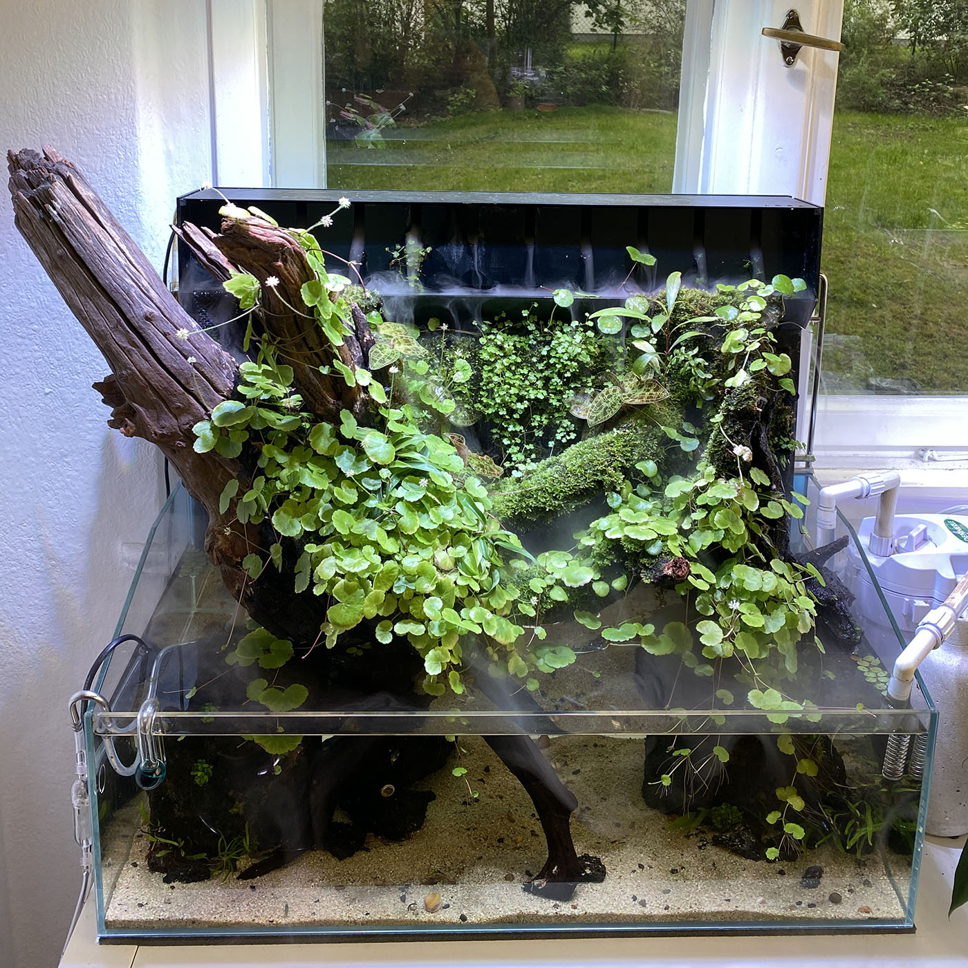 Mizukusa Mist Wall Paludarium mit emersen Aquariumpflanzen und Juwelorchideen