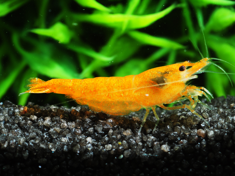 orange sakura zwerggarnele-hartes-wasser-leitungswasser