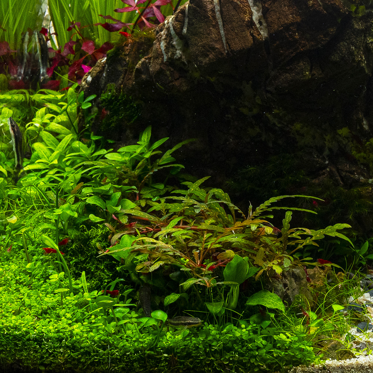 Aufsitzerpflanzen, eine Art der Aquarienpflanzen