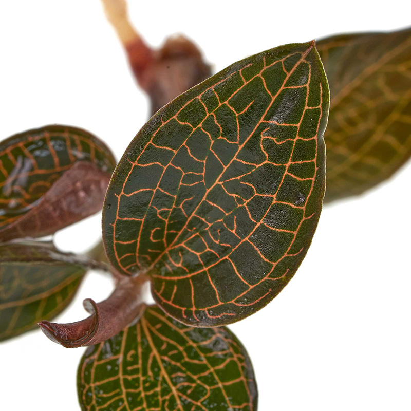 Macodes Anoectochilus roxburghii firebird Terrariumpflanze günstig online kaufen