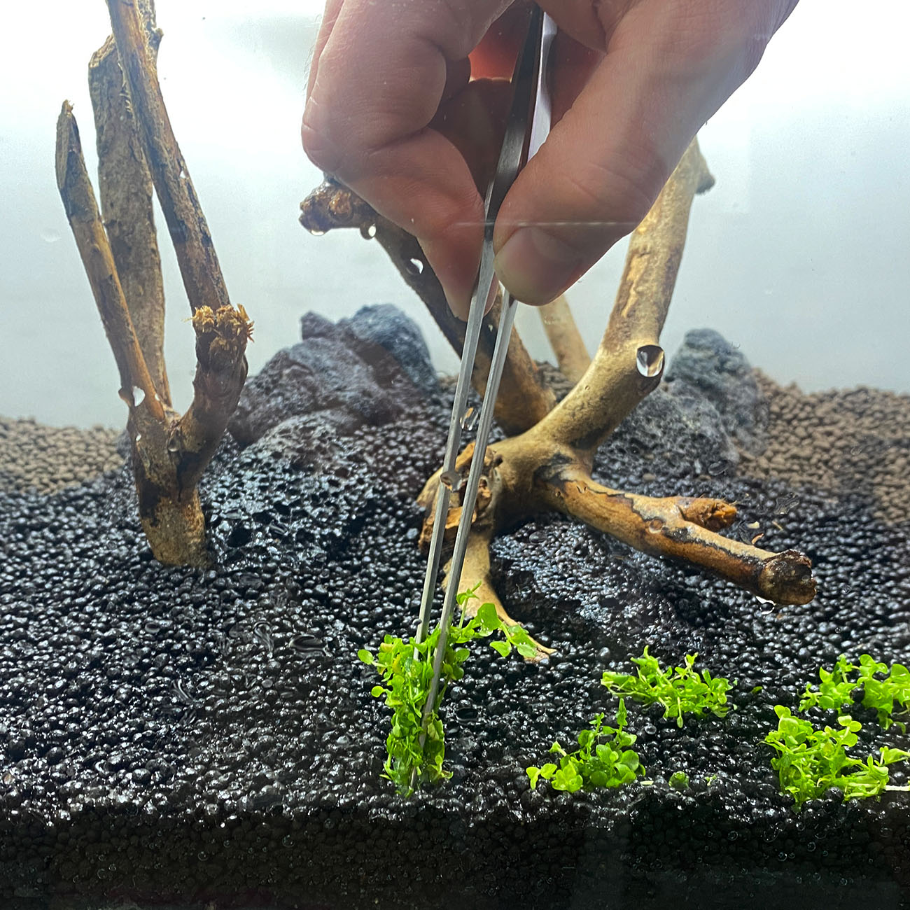 Aquarium Bodendecker wird in den Bodengrund eingesetzt