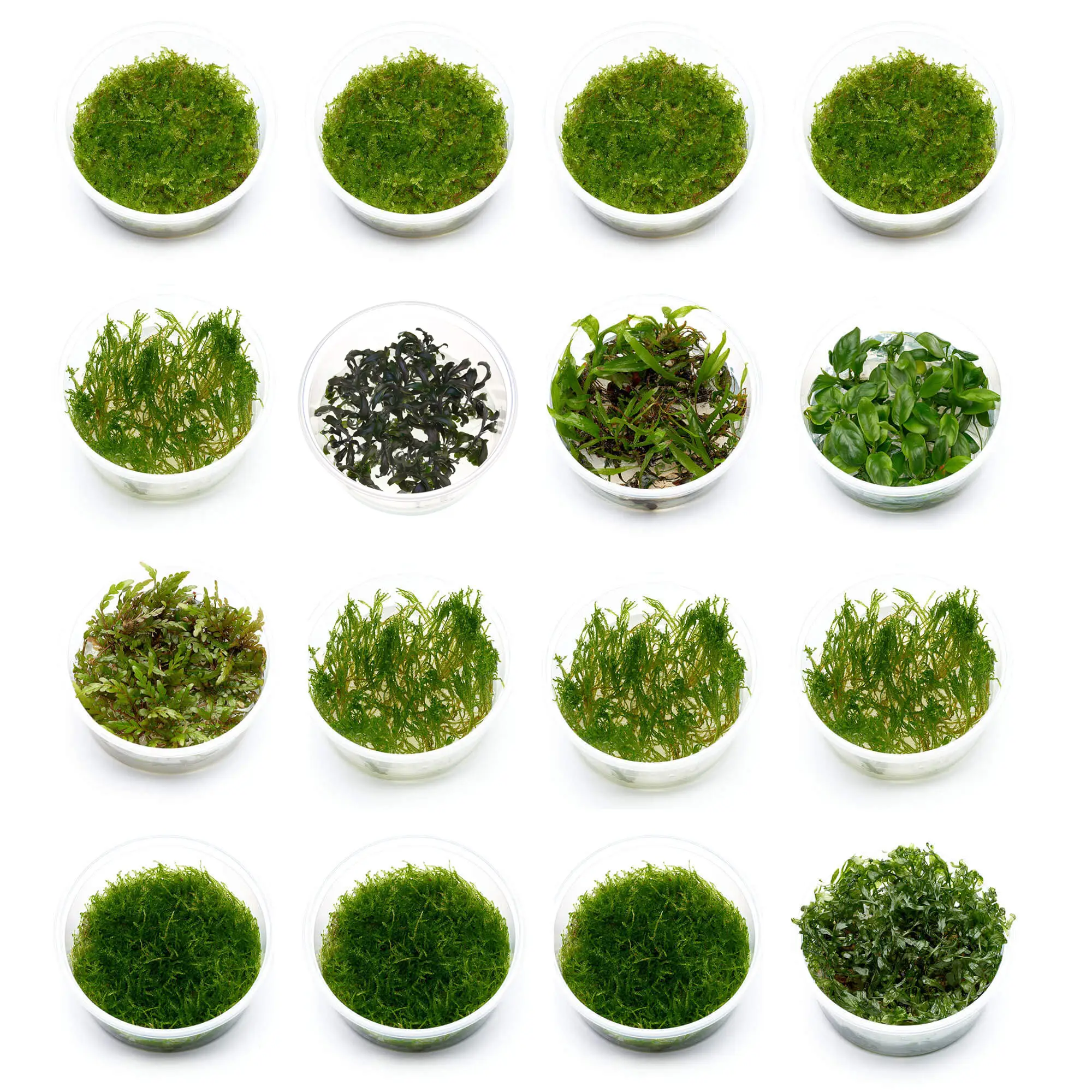 Terrarium Pflanzenset L