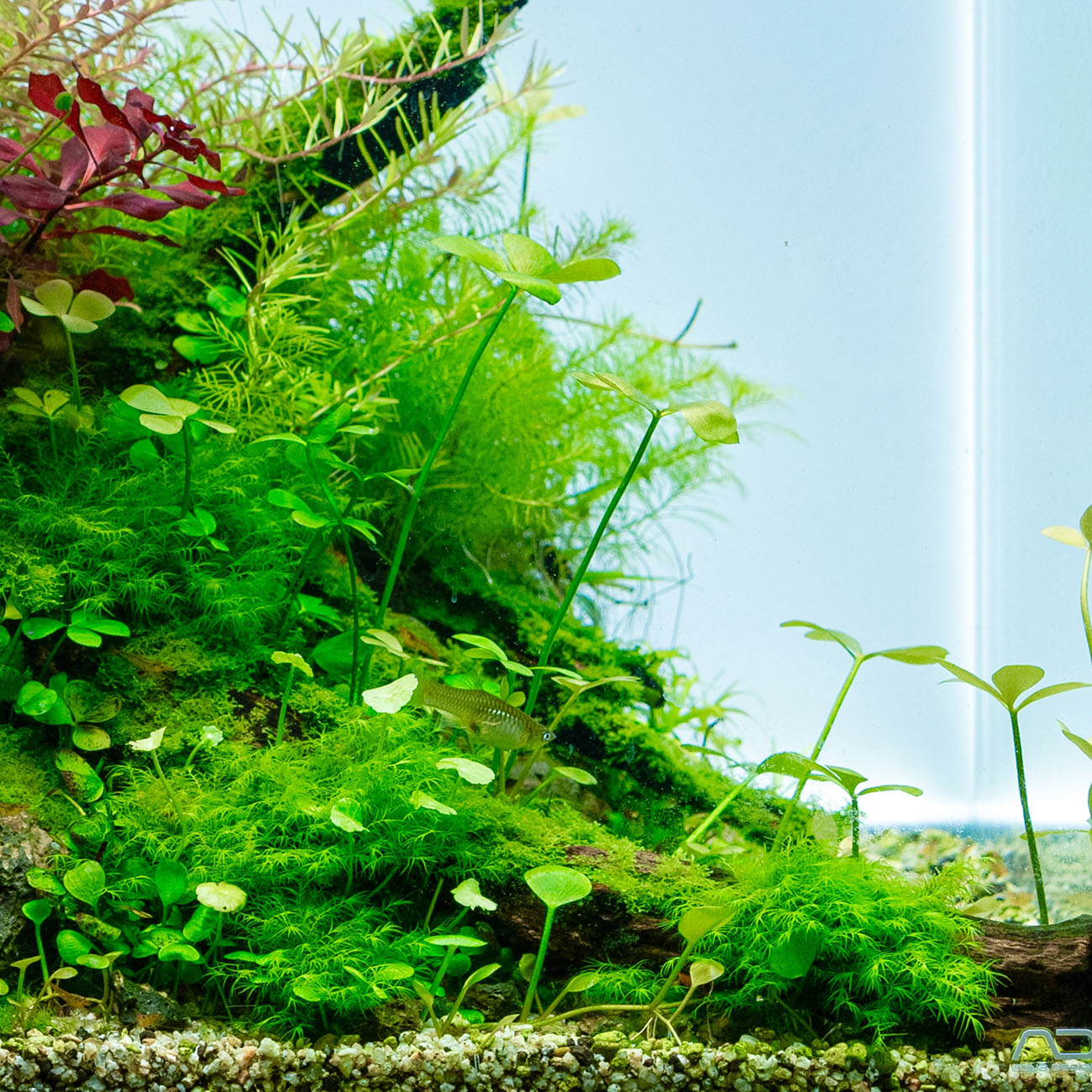 Fissidens fontanus und Riccardia chamedryfolia auf Wurzelholz im Aquarium