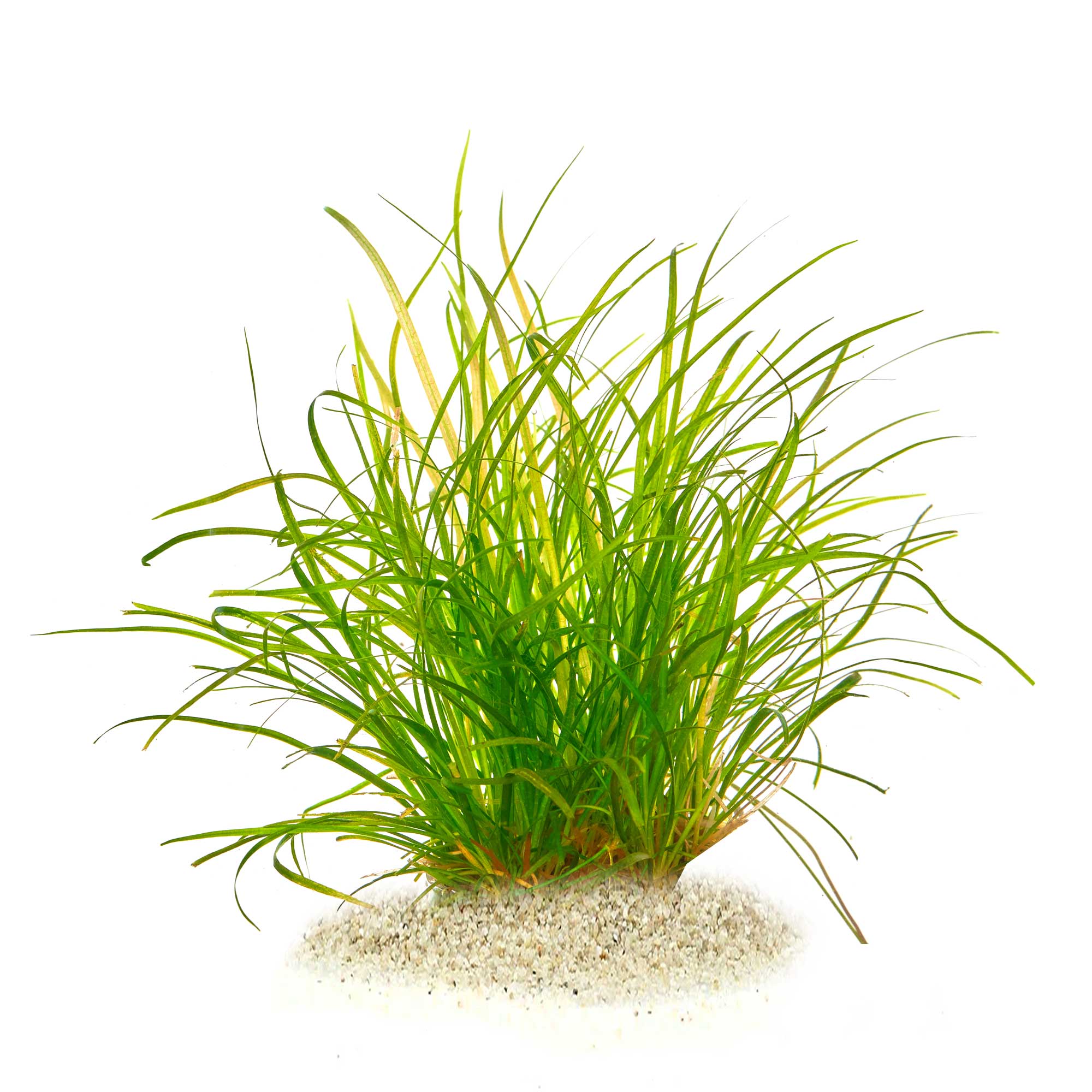 Henalthium tenellum Red für Diskus Aquarium