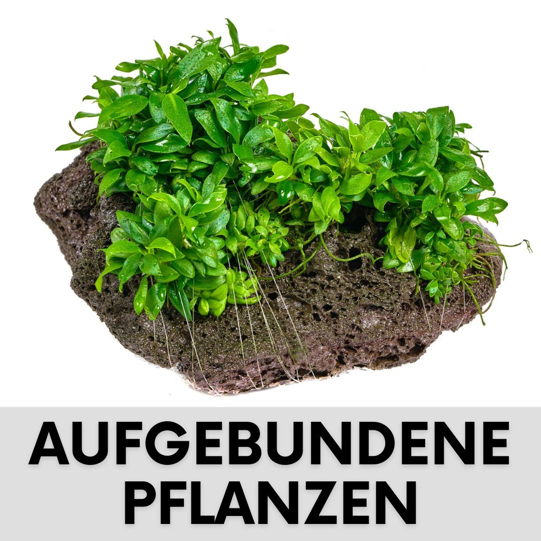 Aufgebundene Aquarium Pflanzen kaufen
