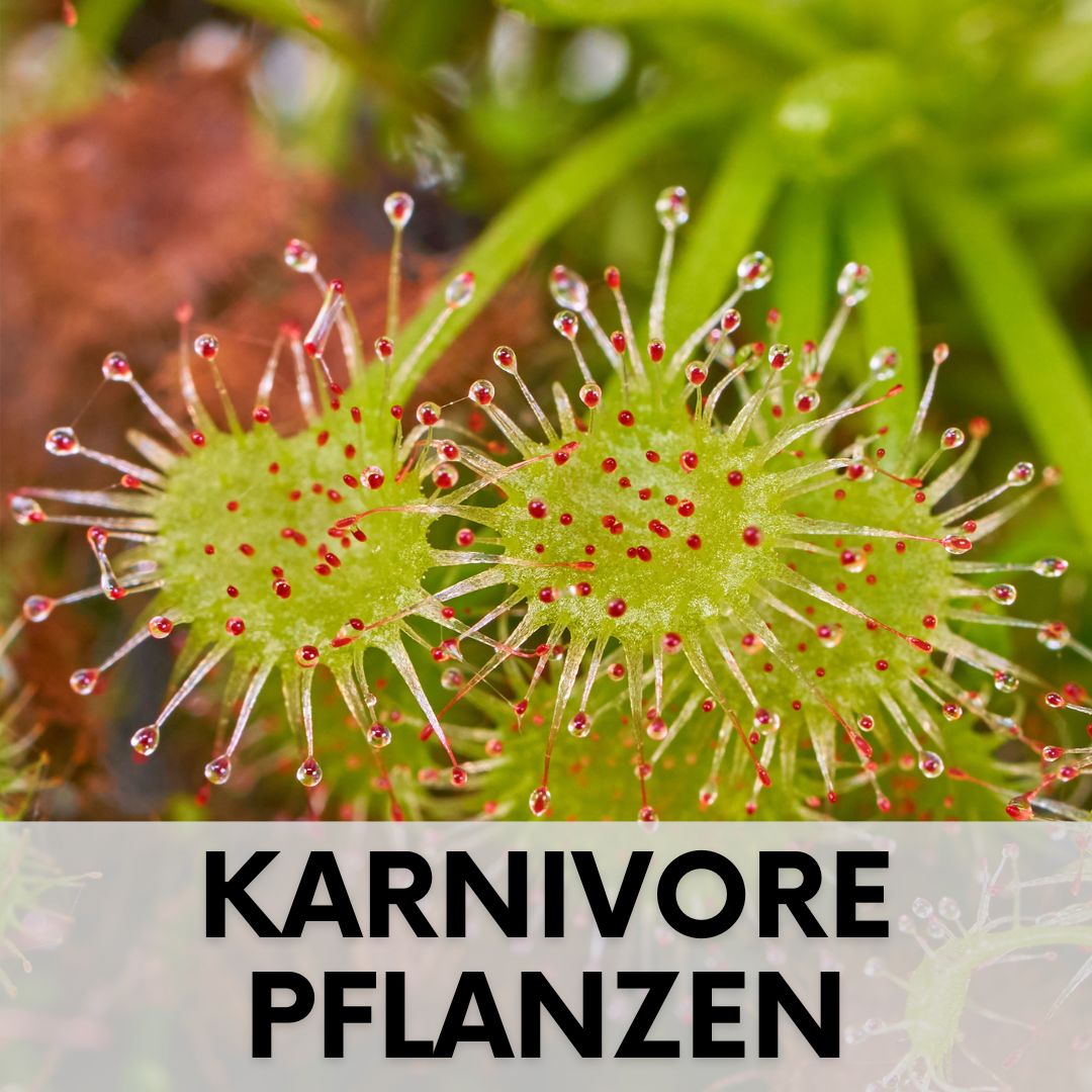 Fleischfressende Pflanzen, Karnivore Pflanzen