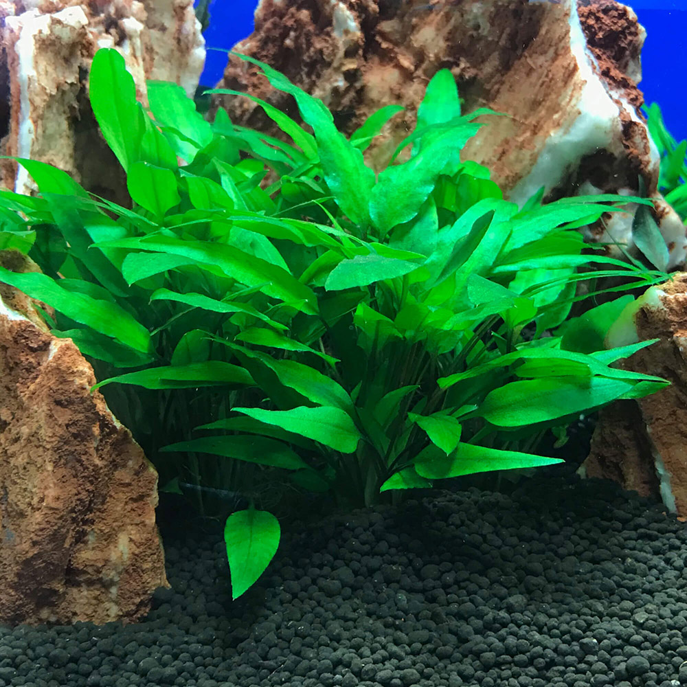Cryptocoryne Green Gecko vor Hardscape im Aquarium