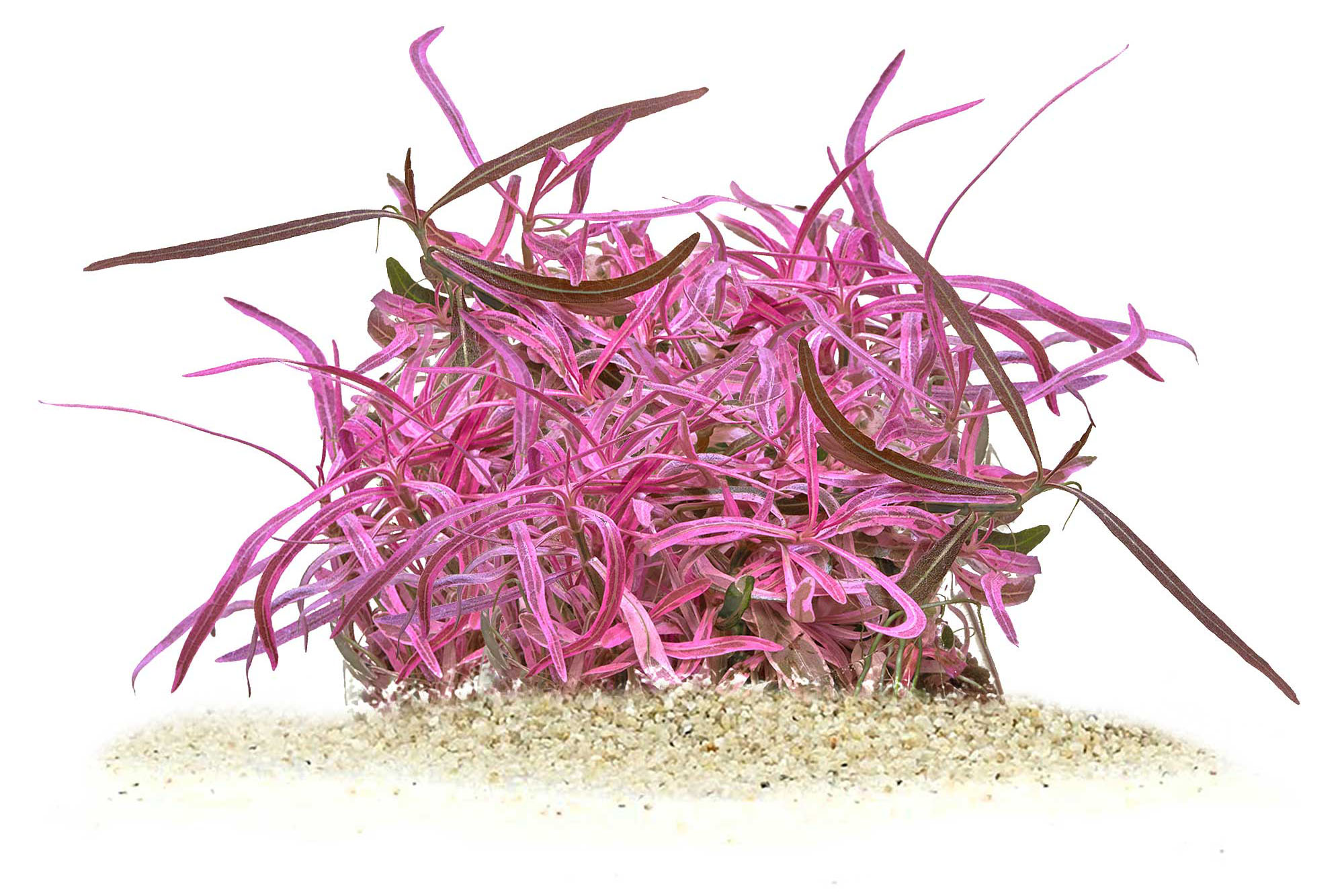 hygrophila lance Chai Pinke Aquarienpflanze