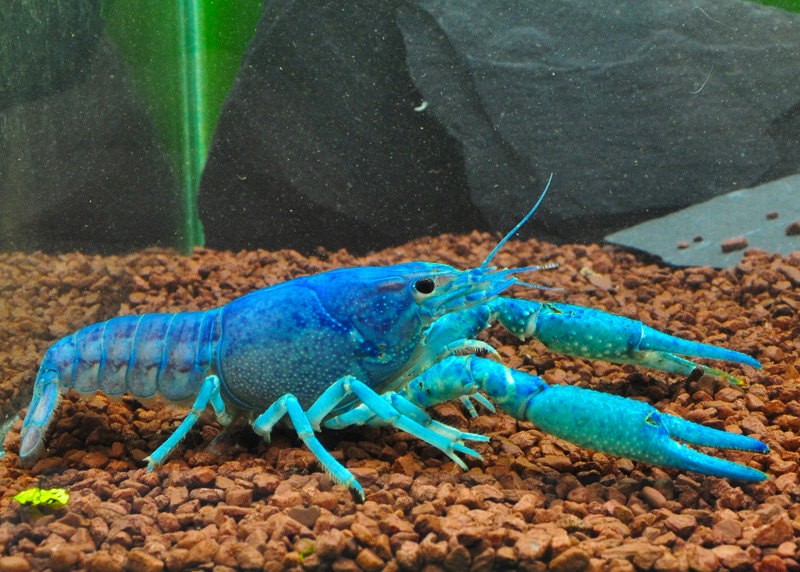 Procambarus Krebse: Procambarus alleni