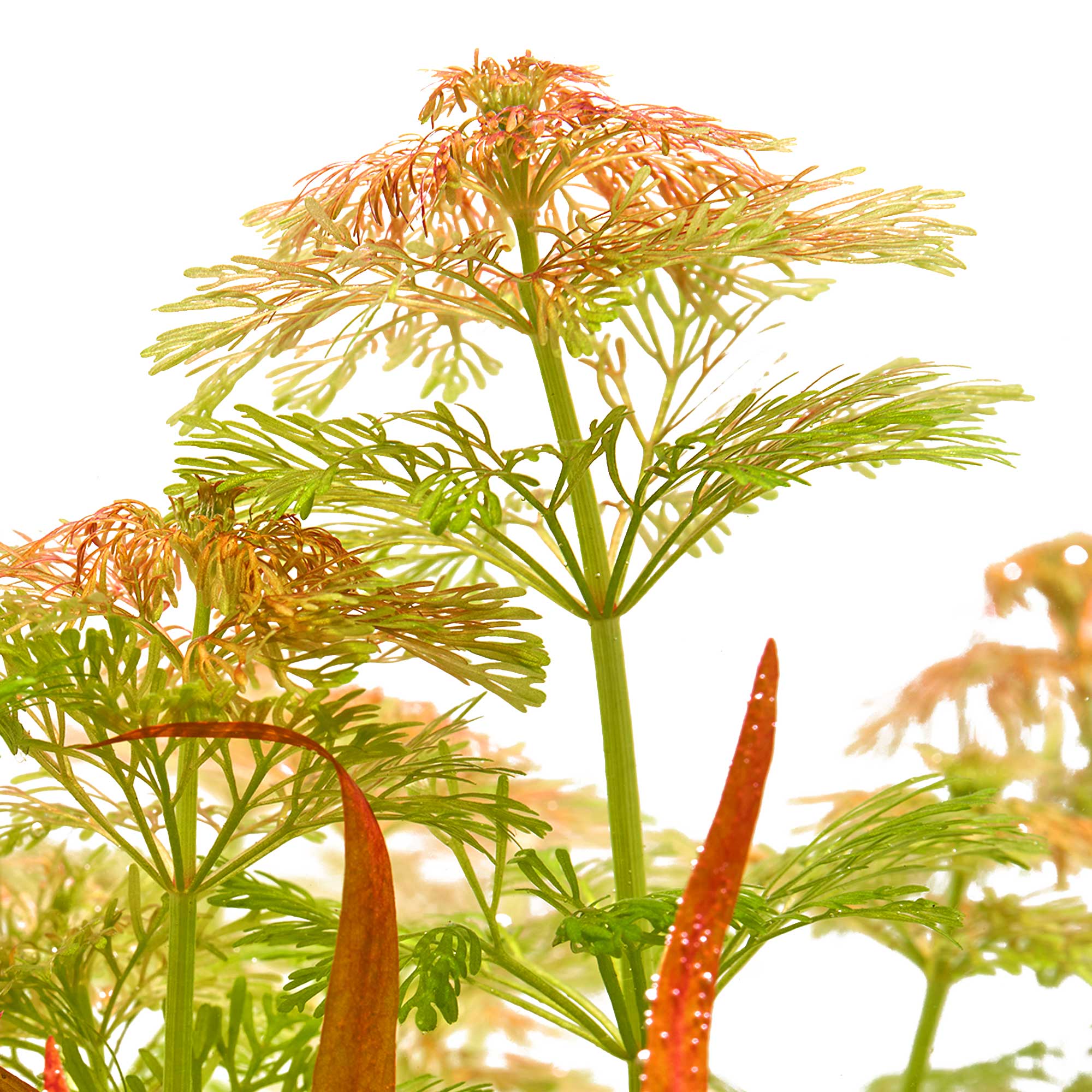 Limnophila sessiliflora Sauerstoffproduktion