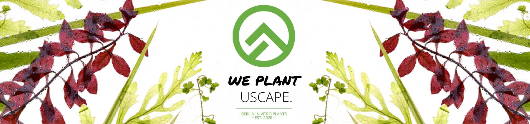 Aquarium Pflanzen kaufen USCAPE plants