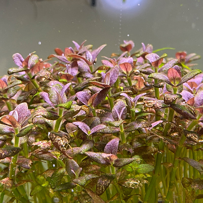 Typische Zeichen von Kaliummangel an einer Aquarium Pflanze