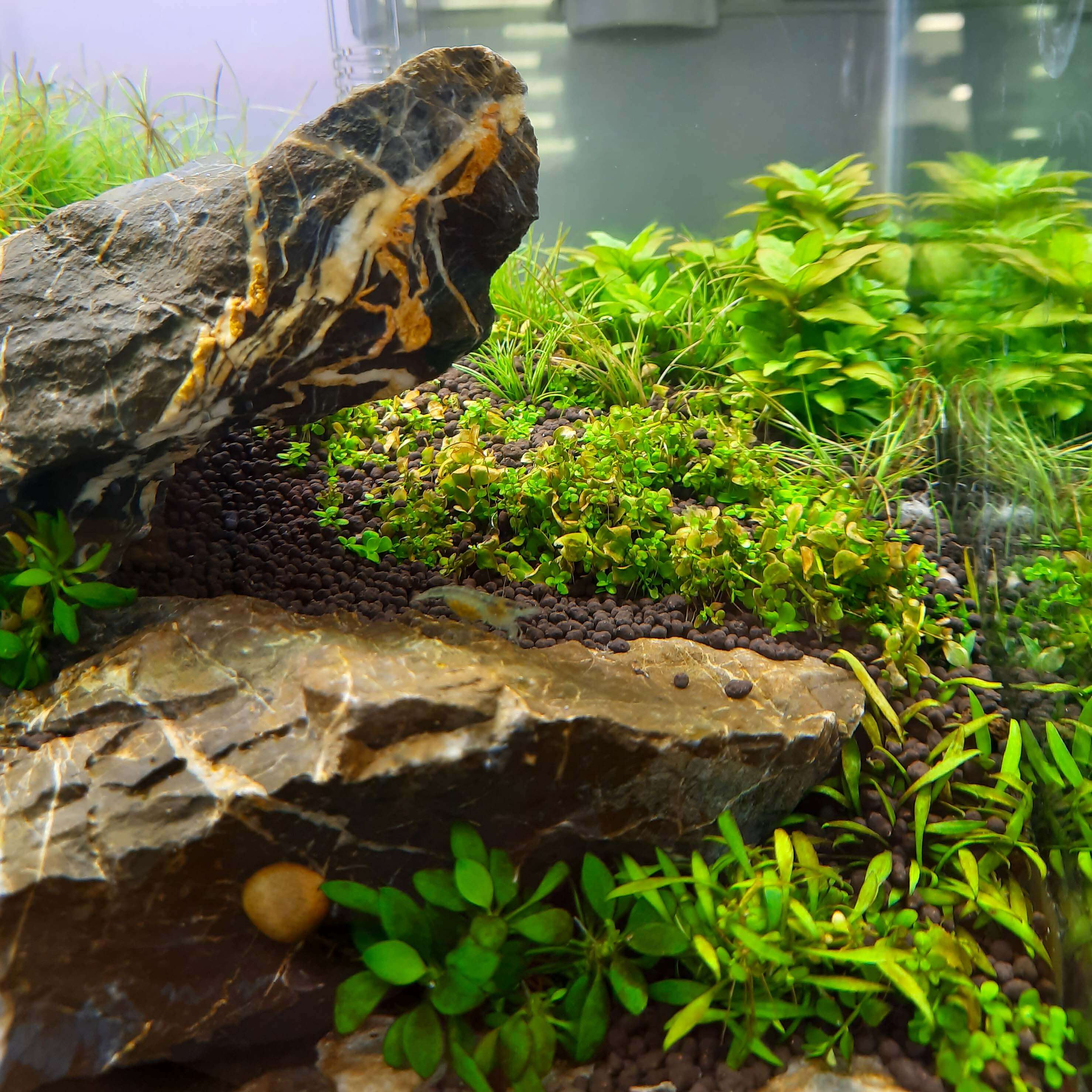 Micranthemum tweediei Montecarlo wird braun im Aquarium