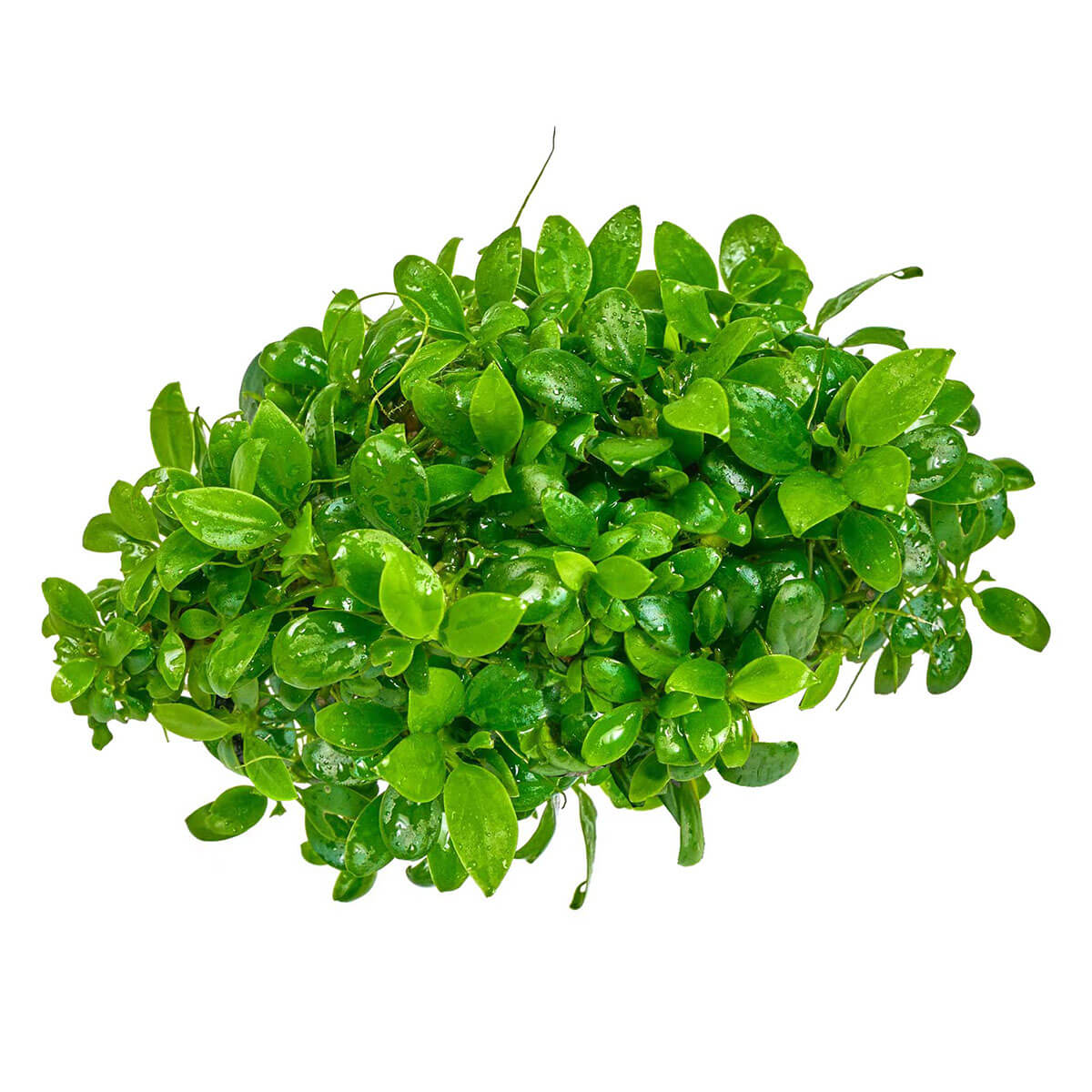 Anubias Bonsai einfache Aufsitzerpflanze