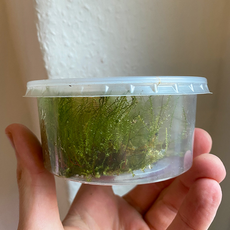 Bei zu langer Lagerung ist irgendwann das Nährmedium der in vitro Pflanzen aufgebraucht