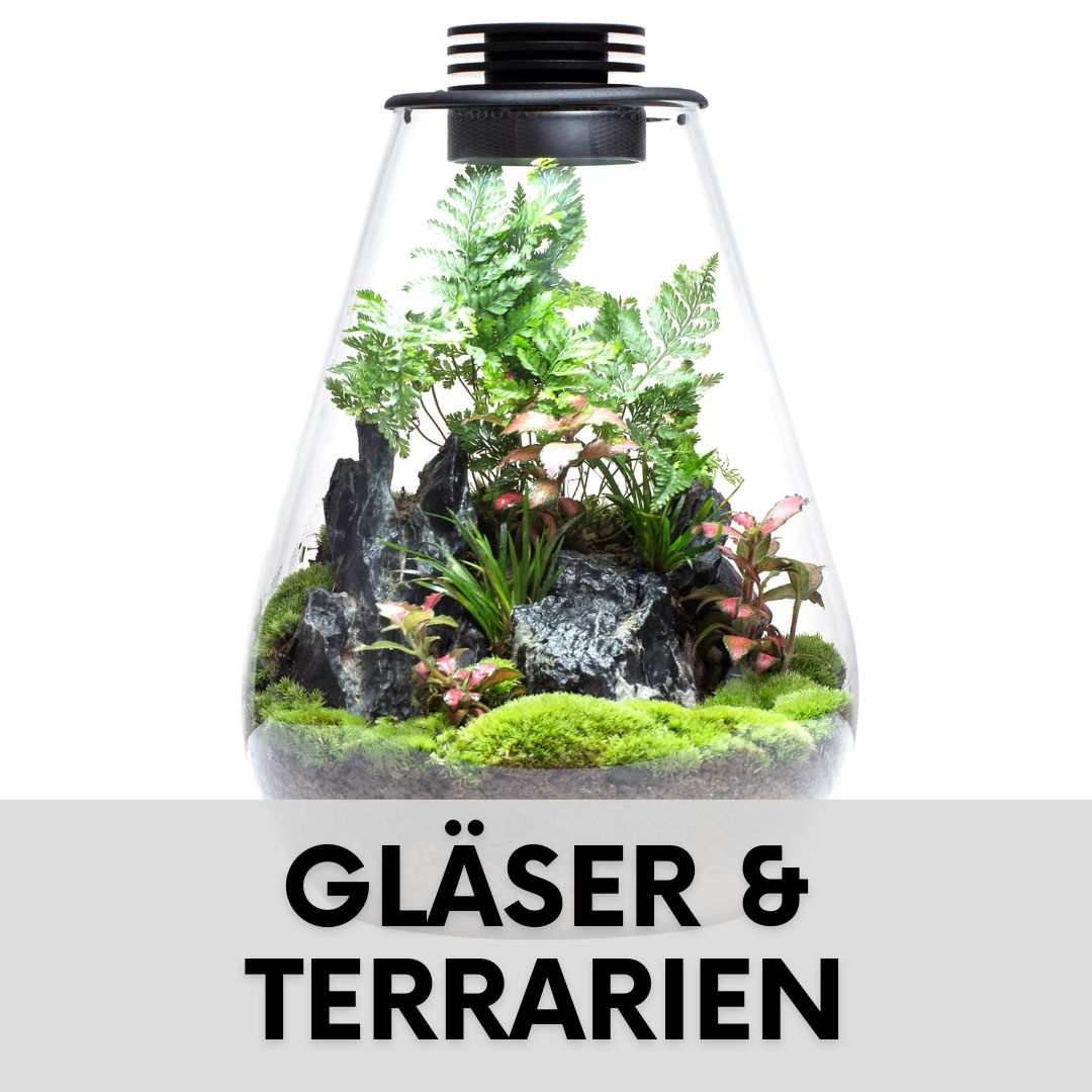 Wabi Kusa Schale Wabi Kusa Glas