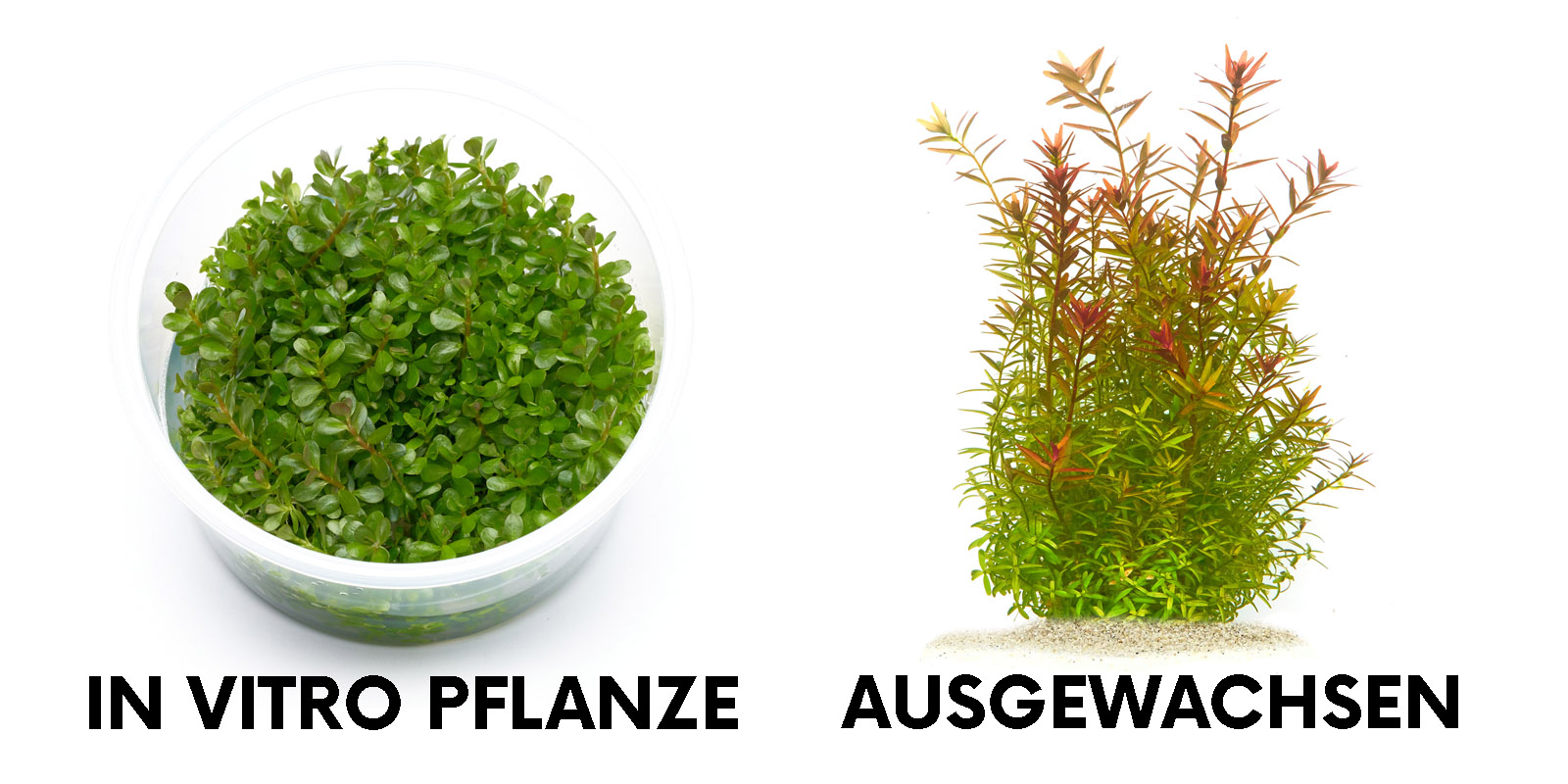Rotala rotundifolia In-Vitro und Ausgewachsen