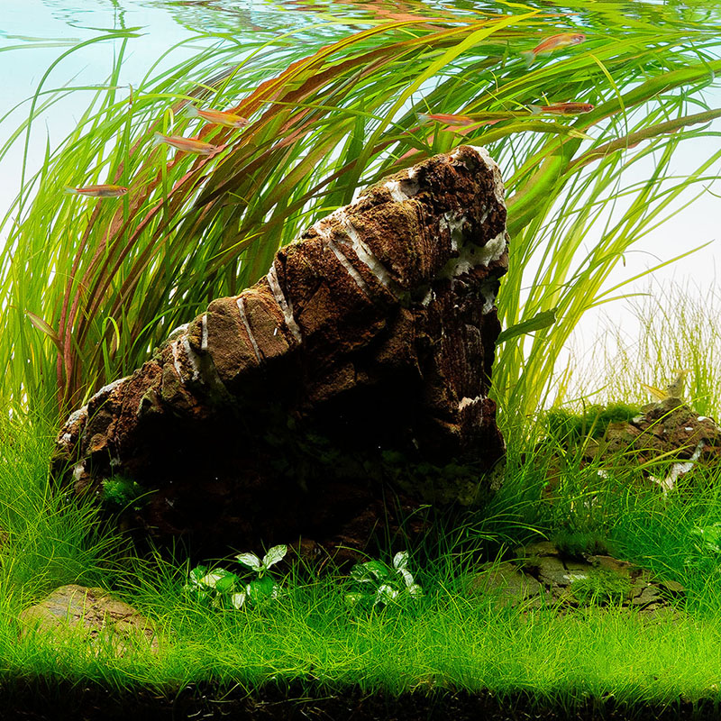 Cryptocoryne spiralis Red in einem Aquascape