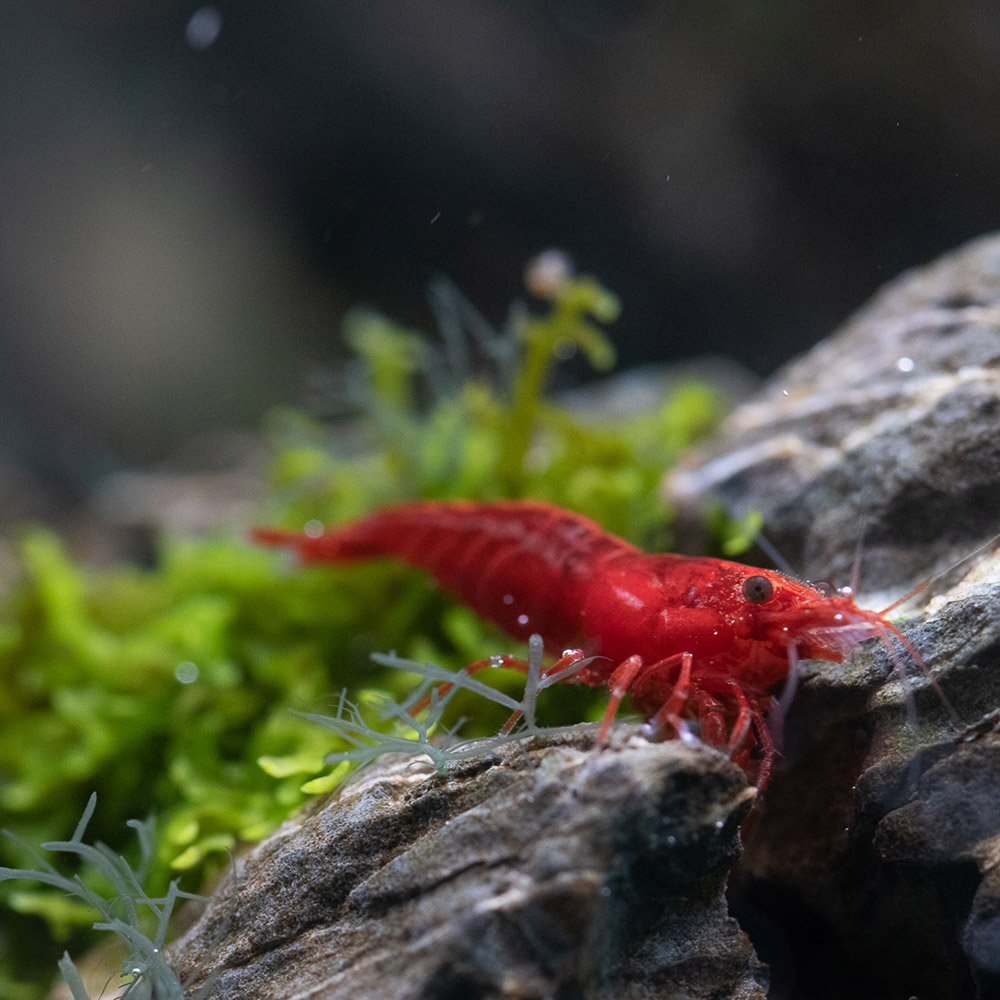 Red Fire Sakura Garnele auf Pinselalgen