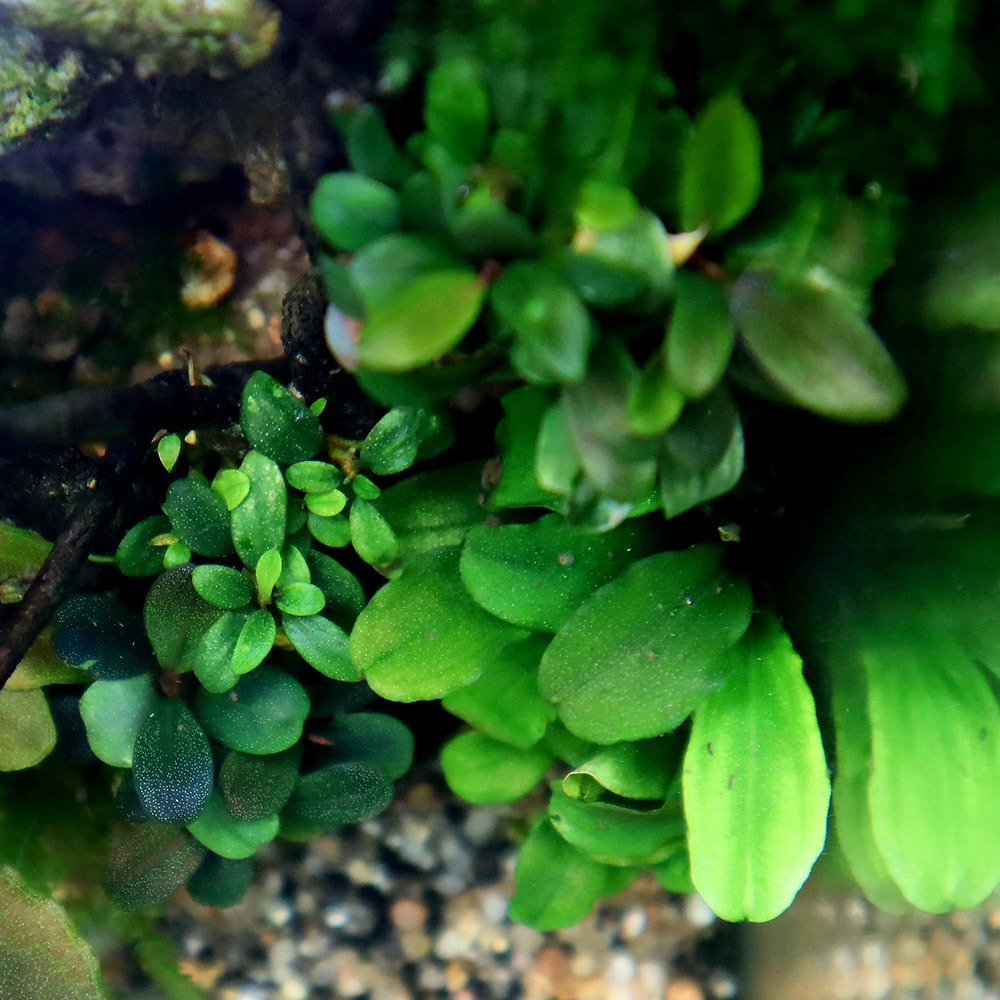 Bucephalandra Wavy Green