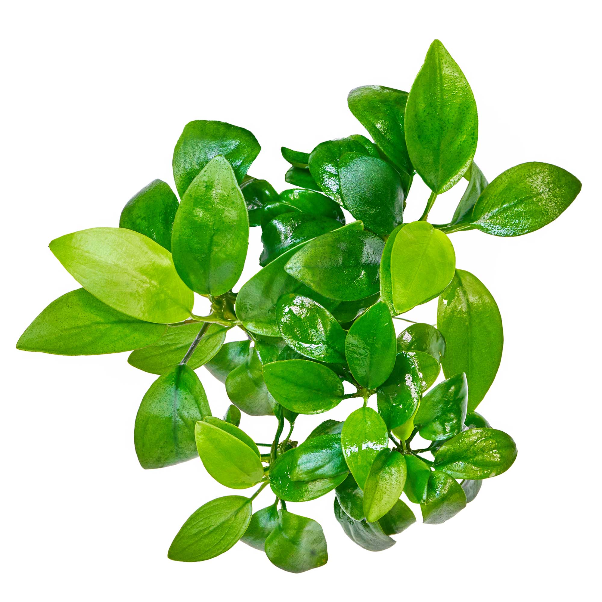 Anubias nana Aufsitzerpflanze für Diskus Aquarium