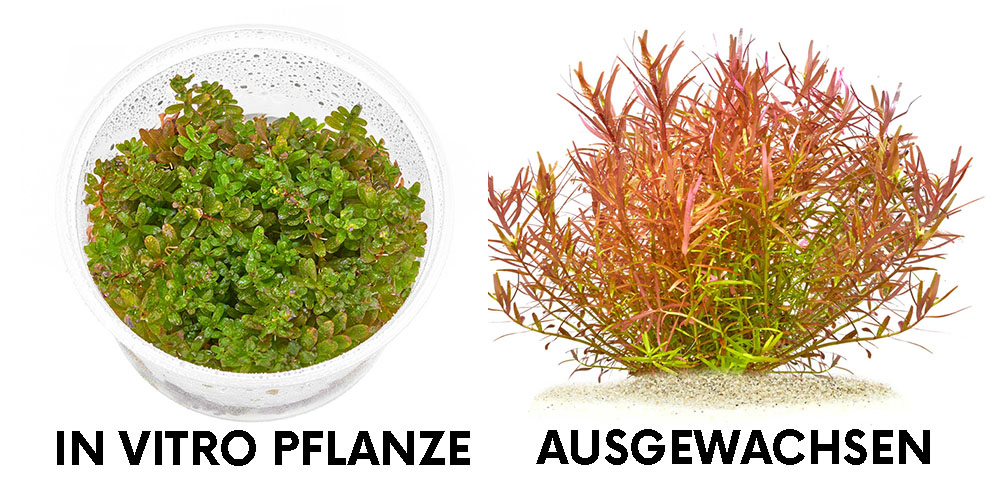 Rotala rotundifolia "Yao-Yai" InVitro & Ausgewachsen