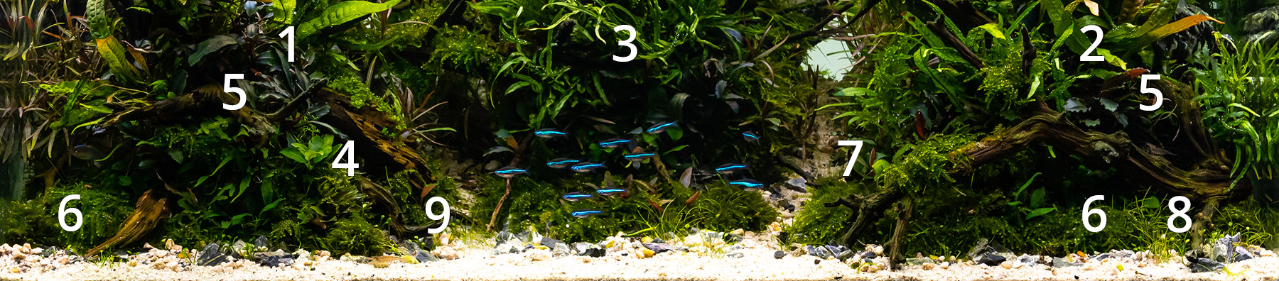 Vordergrundbepflanzung Aquarienpflanzen Naturaquarium