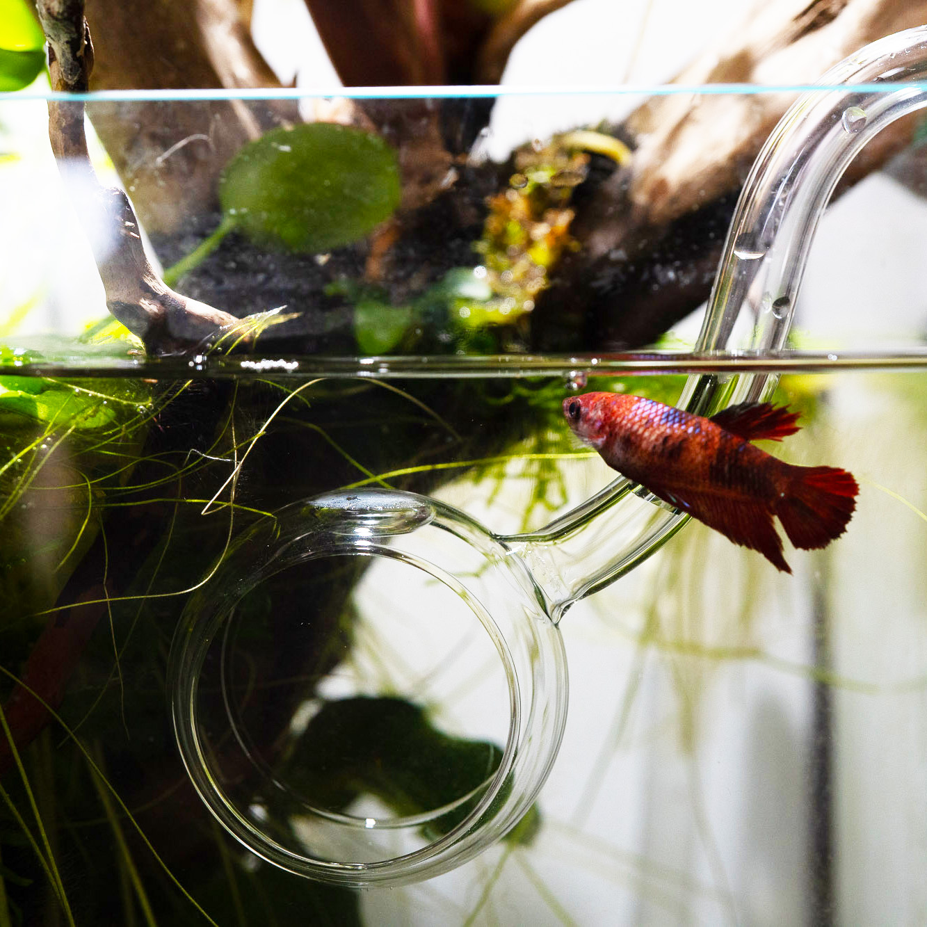 Kampffisch in einem Aquarium mit Loop Pipe für wenig Strömung