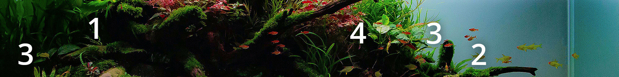 Bepflanzung eines Naturaquariums Mittelgrund