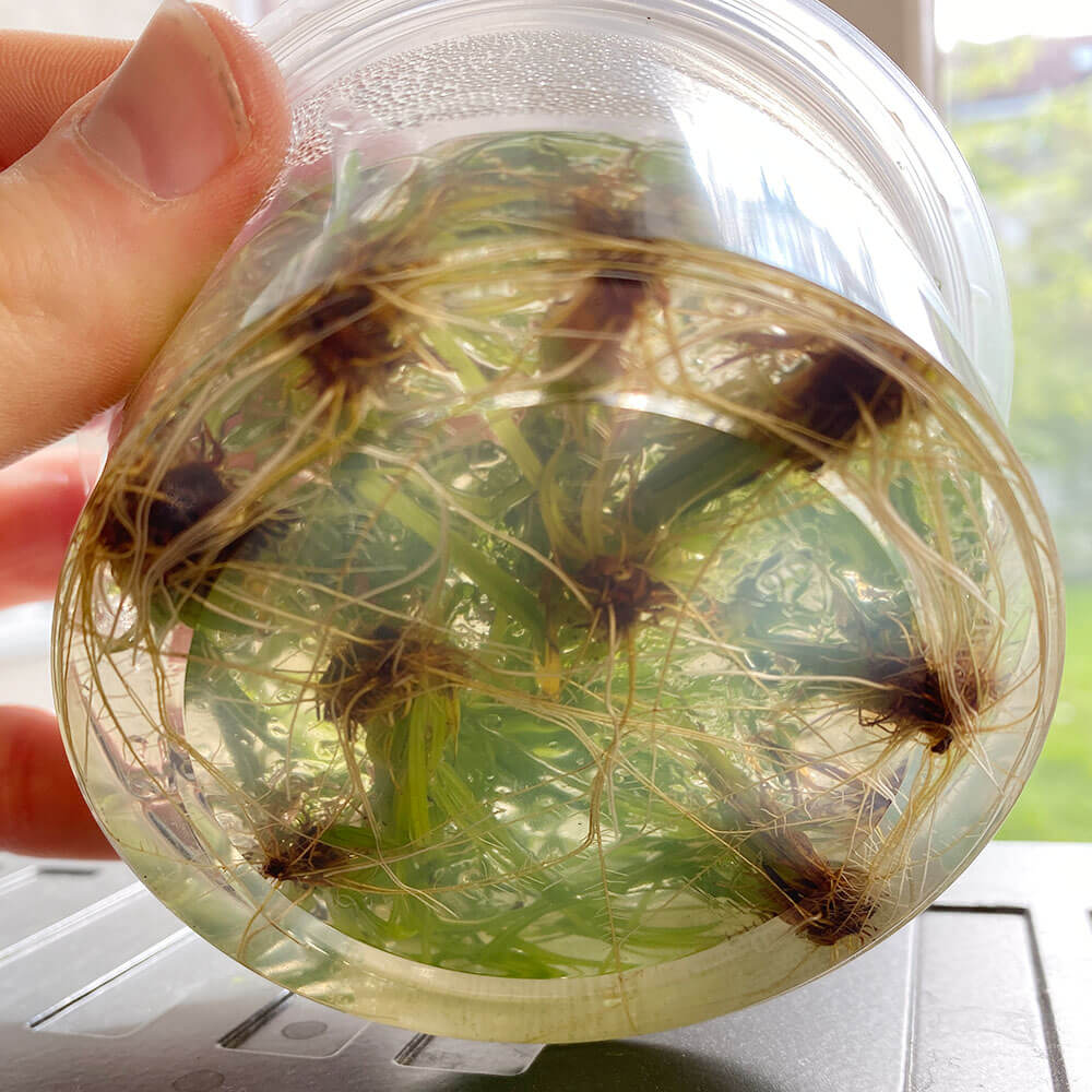 Steriles Naehrmedium in einer in vitro Dose
